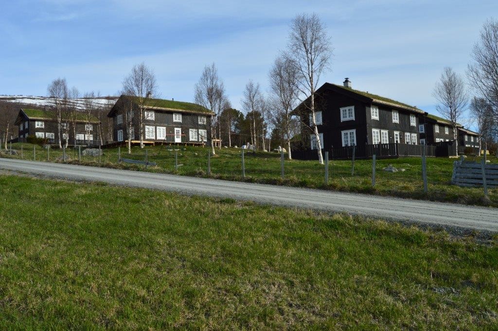 Felt med Trønderlåner i Oppdal